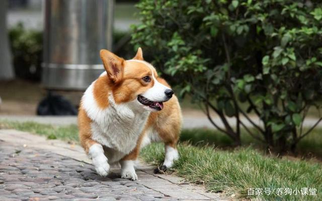 有尾巴的柯基「有尾巴的柯基多少钱」